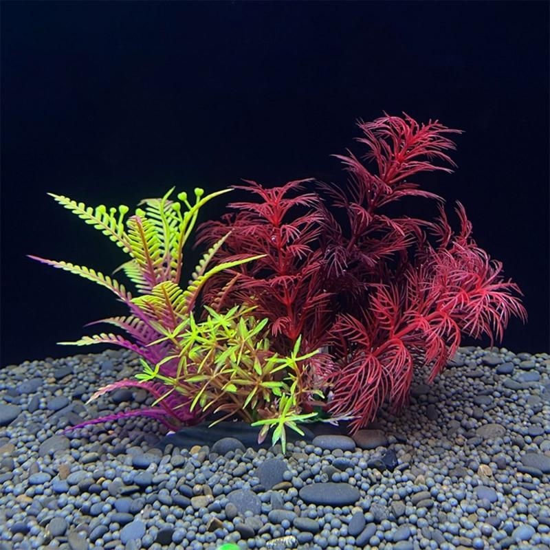 ต้นไม้ประดับตู้ปลา ของตกแต่งตู - Aquarium Plants For Sale บทวิจารณ์และราคา